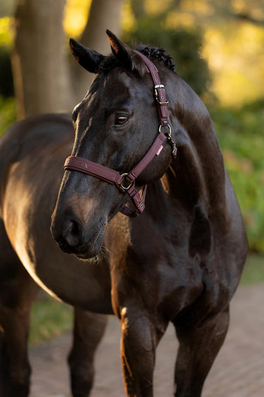 LeMieux Essence Headcollar Damson