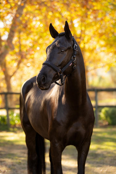 LeMieux Essence Headcollar Black