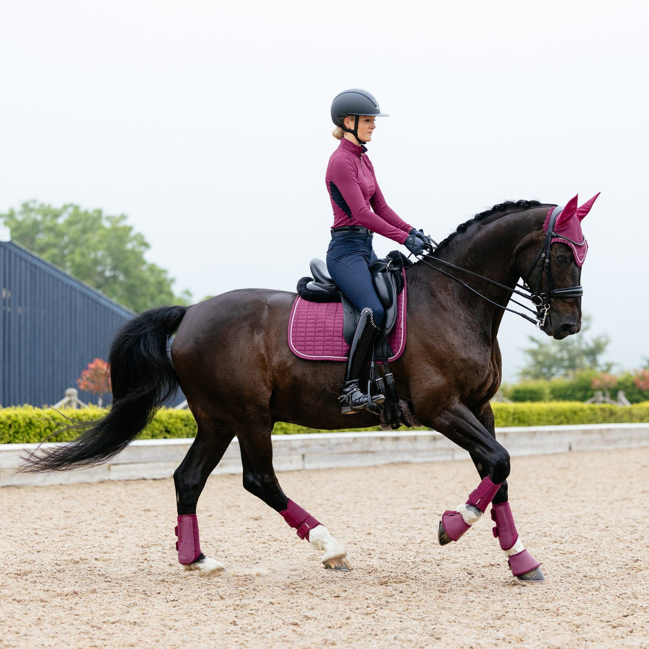 Shop LeMieux Blackberry Collection | Online for Equine