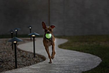 Buy Jolly Pets Jolly Jumper Glow | Online for Equine