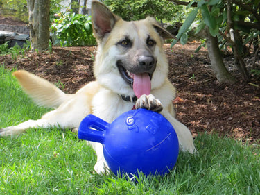 Buy Jolly Pets Tug-N-Toss Blue | Online for Equine