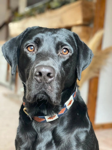 KM Elite Argentinian Dog Collar - Admiral| Online For Equine