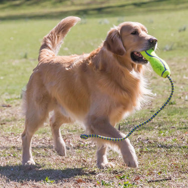 Kong Airdog Fetch Stick With Rope| Online For Equine