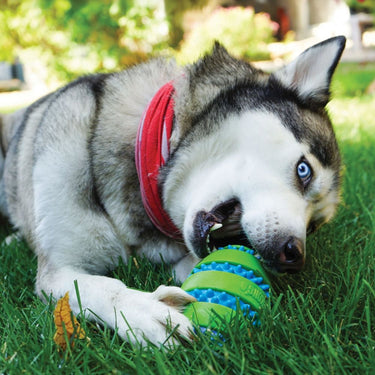 Kong Squeezz Goomz Ball| Online For Equine