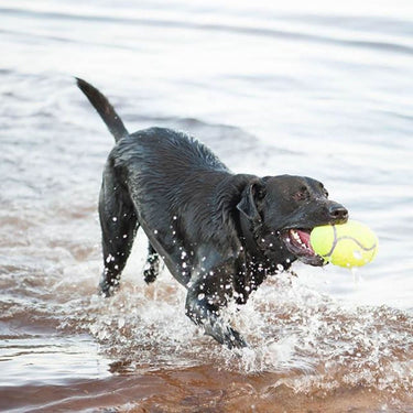Kong Airdog Squeaker Football| Online For Equine
