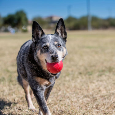 Kong Ball| Online For Equine