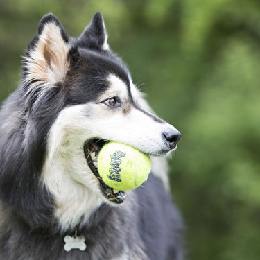 Kong Squeakair Ball| Online For Equine