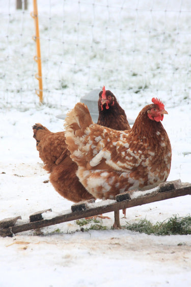 Kevin Milner Christmas Cards| Online For Equine