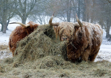 Kevin Milner Christmas Cards| Online For Equine