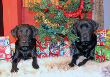 Kevin Milner Christmas Cards| Online For Equine