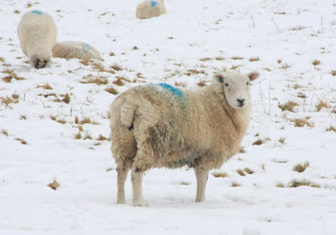 Kevin Milner Christmas Cards| Online For Equine