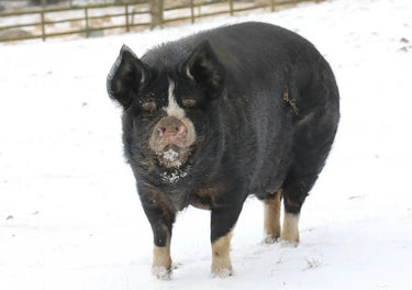 Kevin Milner Christmas Cards| Online For Equine