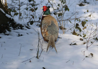 Kevin Milner Christmas Cards| Online For Equine