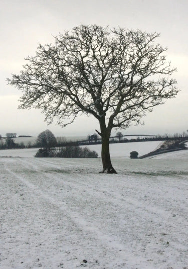 Kevin Milner Christmas Cards| Online For Equine