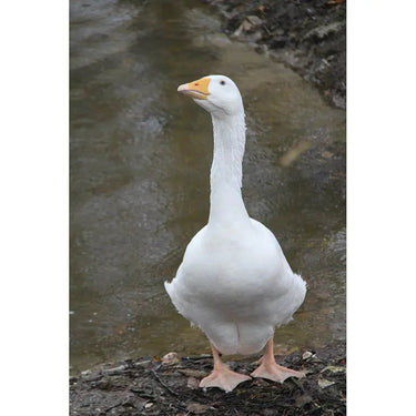 Kevin Milner Countryside Cards| Online For Equine