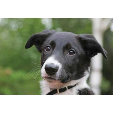 Kevin Milner Countryside Cards| Online For Equine