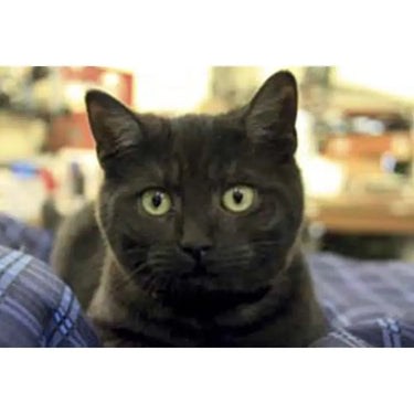 Kevin Milner Countryside Cards| Online For Equine