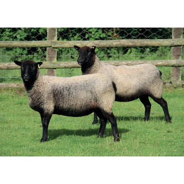 Kevin Milner Countryside Cards| Online For Equine