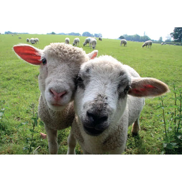 Kevin Milner Countryside Cards| Online For Equine