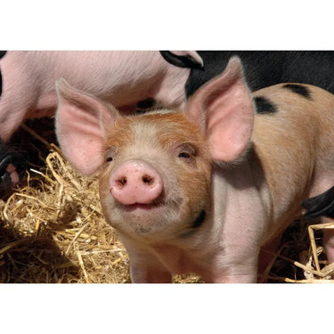 Kevin Milner Countryside Cards| Online For Equine