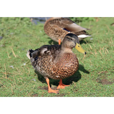 Kevin Milner Countryside Cards| Online For Equine