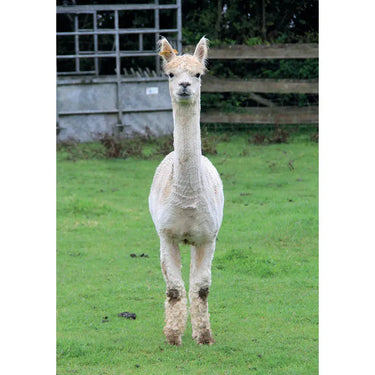 Kevin Milner Countryside Cards| Online For Equine