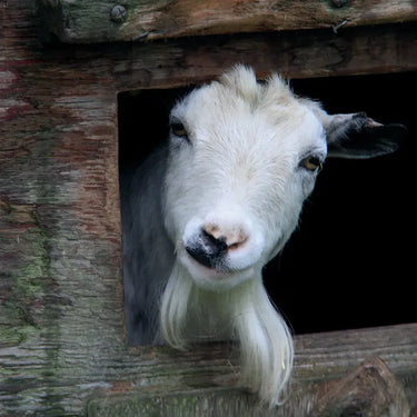 Kevin Milner Countryside Cards| Online For Equine