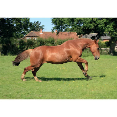 Kevin Milner Countryside Cards| Online For Equine