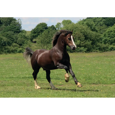 Kevin Milner Countryside Cards| Online For Equine