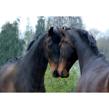 Kevin Milner Countryside Cards| Online For Equine