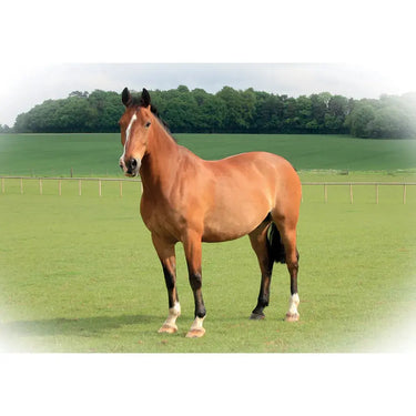 Kevin Milner Countryside Cards| Online For Equine