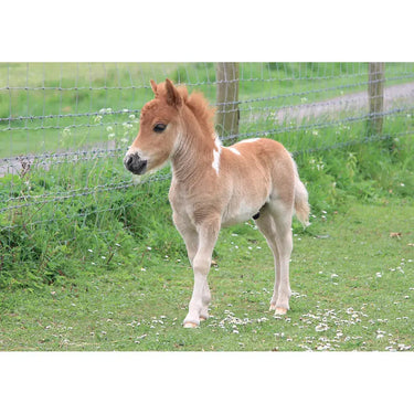 Kevin Milner Countryside Cards| Online For Equine