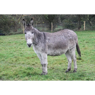 Kevin Milner Countryside Cards| Online For Equine