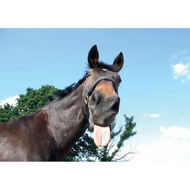 Kevin Milner Countryside Cards| Online For Equine