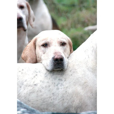 Kevin Milner Countryside Cards| Online For Equine