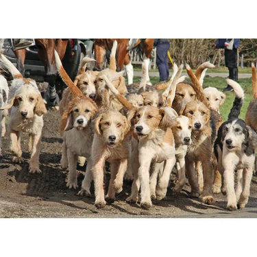 Kevin Milner Countryside Cards| Online For Equine