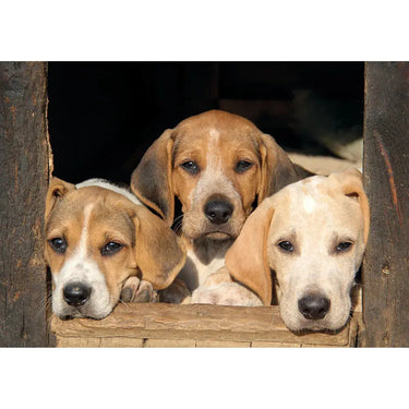 Kevin Milner Countryside Cards| Online For Equine