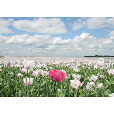 Kevin Milner Countryside Cards| Online For Equine