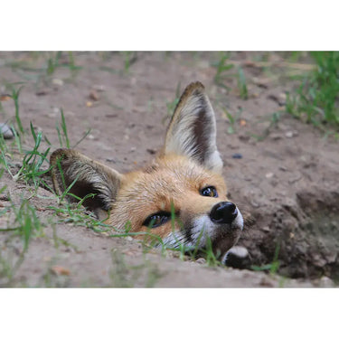 Kevin Milner Countryside Cards| Online For Equine