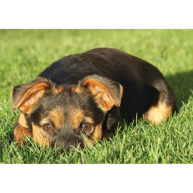 Kevin Milner Countryside Cards| Online For Equine