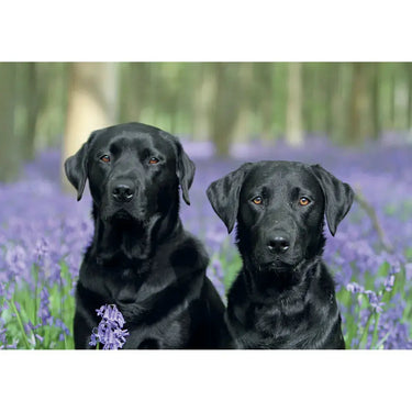 Kevin Milner Countryside Cards| Online For Equine