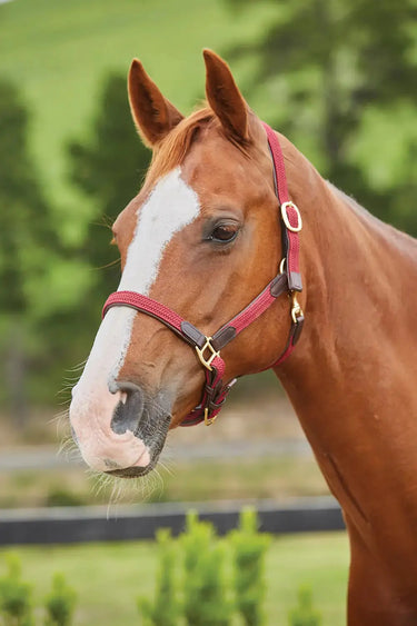 Kincade Maroon Braided Leather Headcollar| Online For Equine