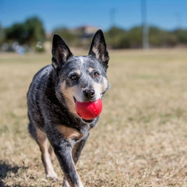 Kong Ball| Online For Equine