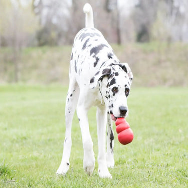 Kong Classic Dog Toy| Online For Equine
