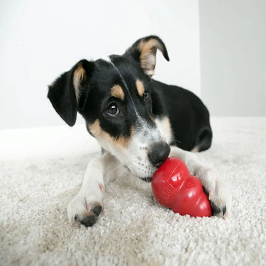 Kong Classic Dog Toy| Online For Equine
