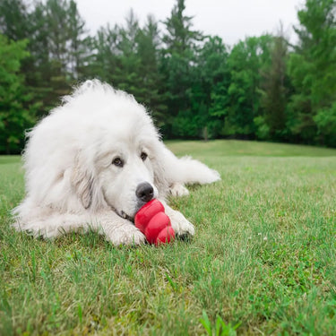 Kong Classic Dog Toy| Online For Equine