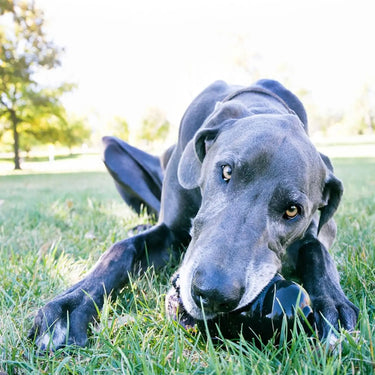 Kong Extreme| Online For Equine