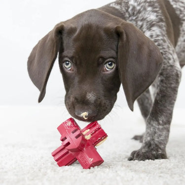 Buy Kong Jump N Jack Toy| Online for Equine