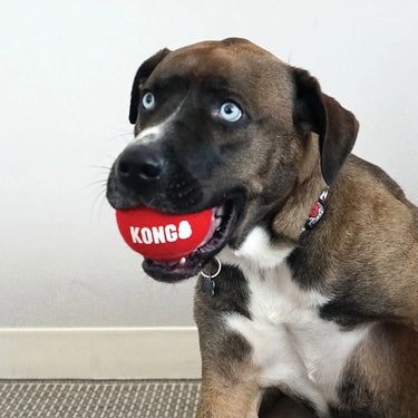 Kong Signature Sport Balls| Online For Equine