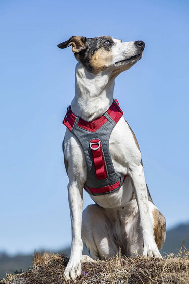 Kurgo Journey Air Harness Red| Online For Equine